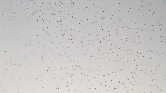 flock of swallows trains before migration