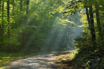 Dirt Road through Forest of Beech Trees illuminated by Sunbeams through Fog