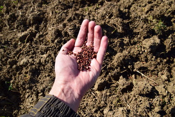 Sowing of maize out of hand