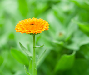 Calendula or marigold flower in nature.