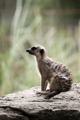 Fototapeta premium The meerkat