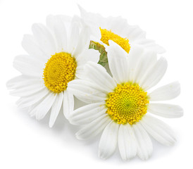 Chamomile or camomile flowers.