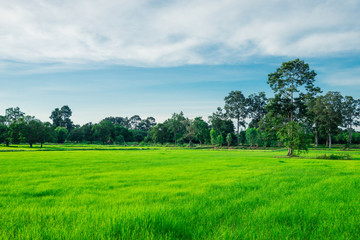 Fototapeta na wymiar The Rice fields in the northeast of Thailand.