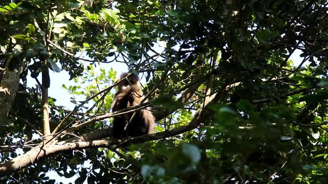 Macaco-prego na floresta. (Sapajus nigritus)