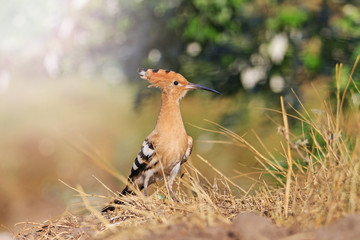 hoopoe rare bird on dry grass with sunny hotspot