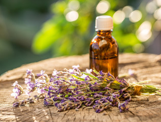 Bunch of lavandula or lavender flowers and oil bottle are on the