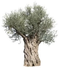 Crédence de cuisine en verre imprimé Olivier Old olive tree. File contains clipping paths.