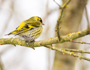 Male eurasian siskin on a tree branch