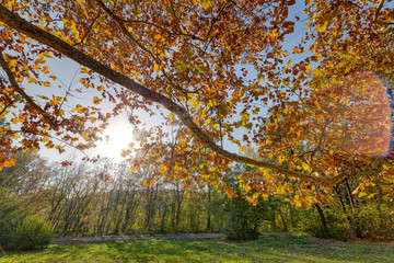 Early autumn in the park