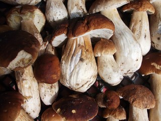 Fresh Mushroom Boletus background top view. Autumn cep mushrooms