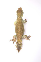 Naklejka premium Princely spiny-tailed lizard (Uromastyx princeps), Somalia