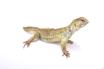 Princely spiny-tailed lizard (Uromastyx princeps), Somalia