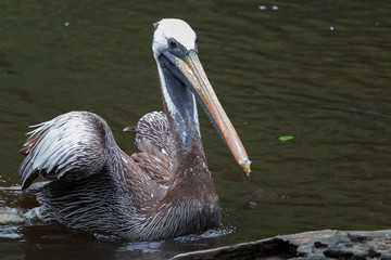 Peruvian pelican