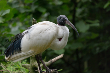 African sacred ibis