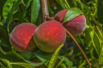 Bunch of fresh organic peaches on the tree at peaches plantation