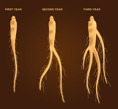 Ginseng Vector Set , Growth Of Ginseng 6 Step