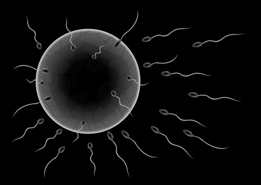 Illustration of sperms going to the ovule. Image concept of fecundation. sperm vector
