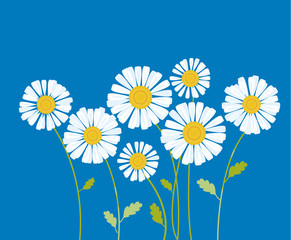chamomile vector illustration. white daisy flower in decorative