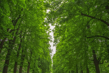 Background of leafy green trees in Talon Park in Italy.