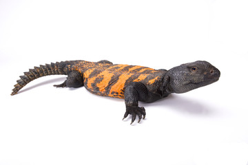 South Saharan spiny-tailed lizard (Uromastyx flavifasciata), Mauretania