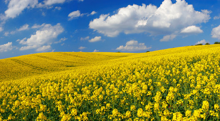 Fototapeta premium Fields of Oilseed rape blossoming in Rolling Hills under Blue Sky with Clouds