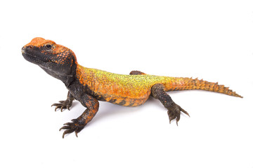 North African Spiny-tailed Lizard (Uromastyx acanthinura), Morocco
