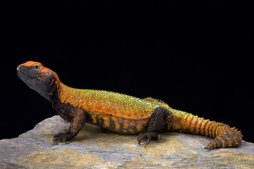 Naklejka premium North African Spiny-tailed Lizard (Uromastyx acanthinura), Maroko