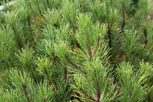 needle pine evergreen tree