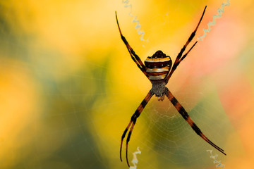 Spider, Yellow Garden Spider with prey. And the morning sun.