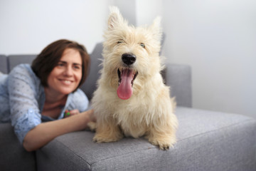 Young woman with a dog at home. Girl in blue shirt playing with white scotch terrier on the sofa.