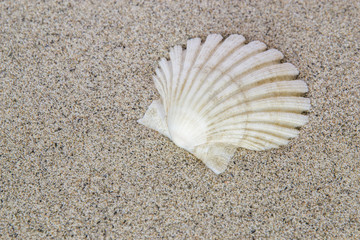 Conchiglia di Pecten sulla spiaggia