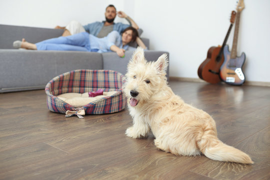 Young couple with a dog at home. Young man and a woman in blue shirts laying at the sofa. Puppy of white scotch terrier lying at his basket on the flour.