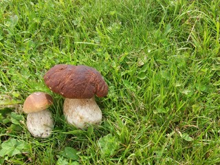Fresh Mushroom Boletus in the grass. Autumn cep mushrooms background