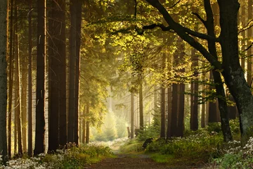 Fotobehang Footpath through Enchanted Forest in the Warm Light of the Setting Sun © AVTG