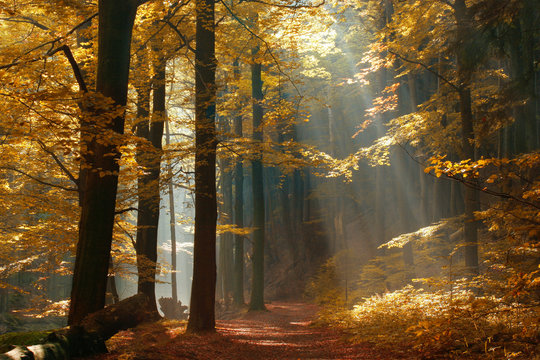 Fototapeta Enchanted Autumn Forest illuminated by Sunbeams through Fog, Leaves Changing Colour