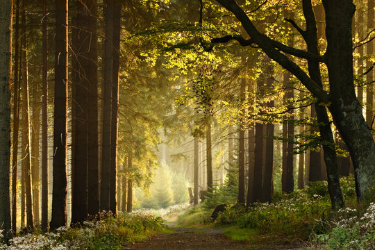 Fototapeta Footpath through Enchanted Forest in the Warm Light of the Setting Sun