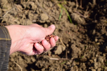 Sowing of maize out of hand