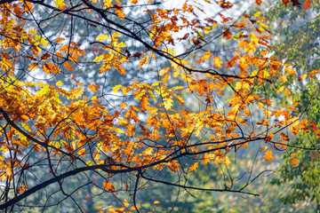 Early autumn in the park