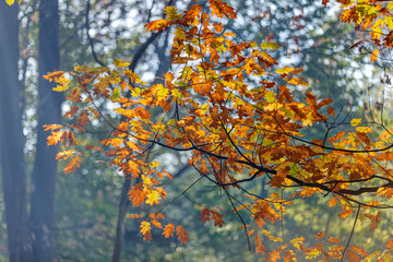 Early autumn in the park