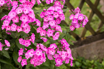 Ornamental plant Phlox paniculata blooming neon pink