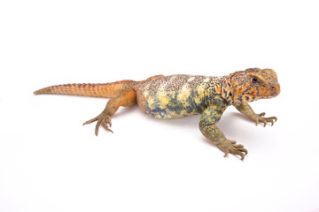 Naklejka premium Uromastyx yemenensis, South Arabian Spiny-tailed Lizard, Yemen