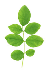 green leaf isolated on white background