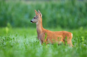 Roe deer cub