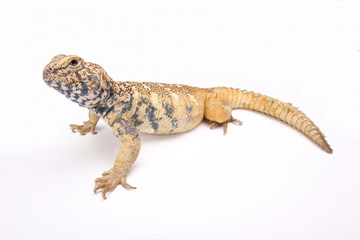 Naklejka premium South Arabian Spiny-tailed Lizard (Uromastyx yemenensis) Yemen