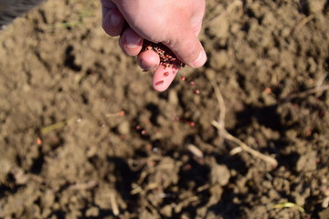 Sowing of maize out of hand