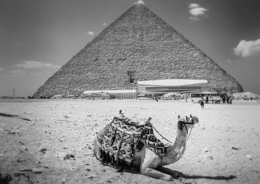View of the Giza Pyramids, the tourists near them and the camel in the foreground. Egypt. Cairo.Black and white photo.