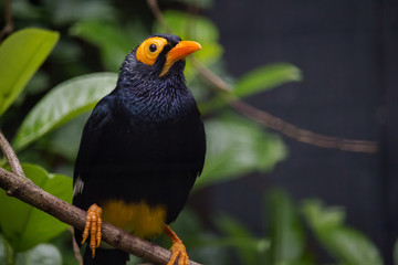 Yellow-faced myna