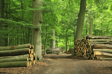 Piles of Lumber along Dirt Road through Green Forest - obrazy, fototapety, plakaty