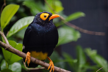 Yellow-faced myna