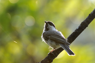 Perching Willow tit
